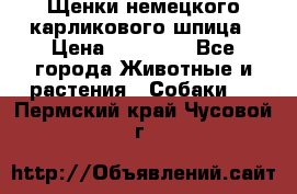 Щенки немецкого карликового шпица › Цена ­ 20 000 - Все города Животные и растения » Собаки   . Пермский край,Чусовой г.